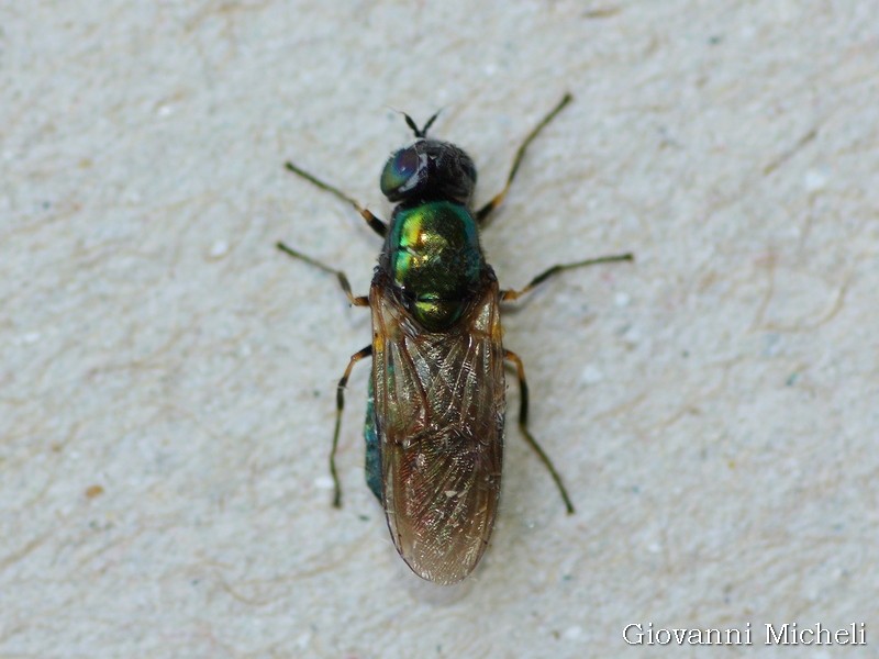Chloromyia formosa femmina (Stratiomyidae)
